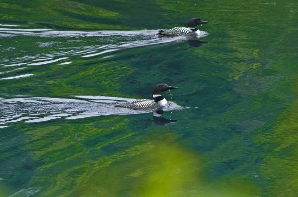 Canada, Ontario Common loons on Killarney Lake